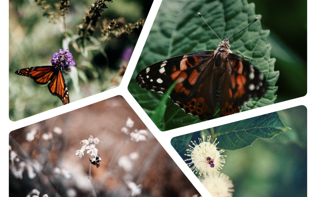 The Importance of Pollinators: Nurturing These Unsung Heroes