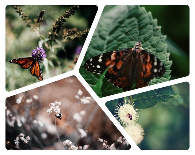 Collage of pollinators: bees, butterflies, and flowers